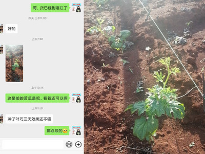 苦瓜用什么肥料长得好？