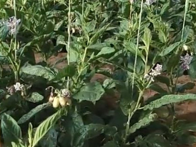 人参果微生物菌剂选择什么牌子好?