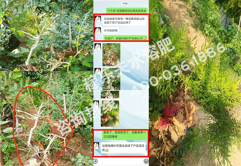 河南樱桃沟盆景花卉种植户王经理