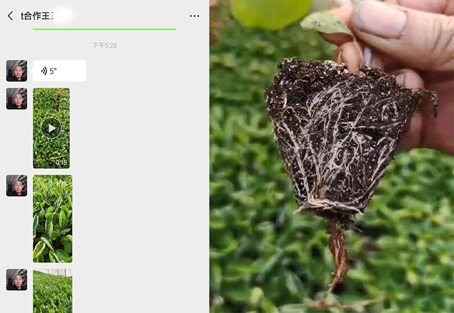 四川宜宾茄子种植户王经理