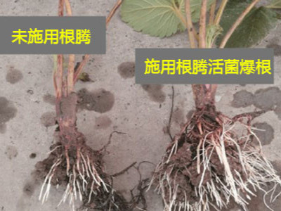草莓苗生根菌肥选择什么牌子好?