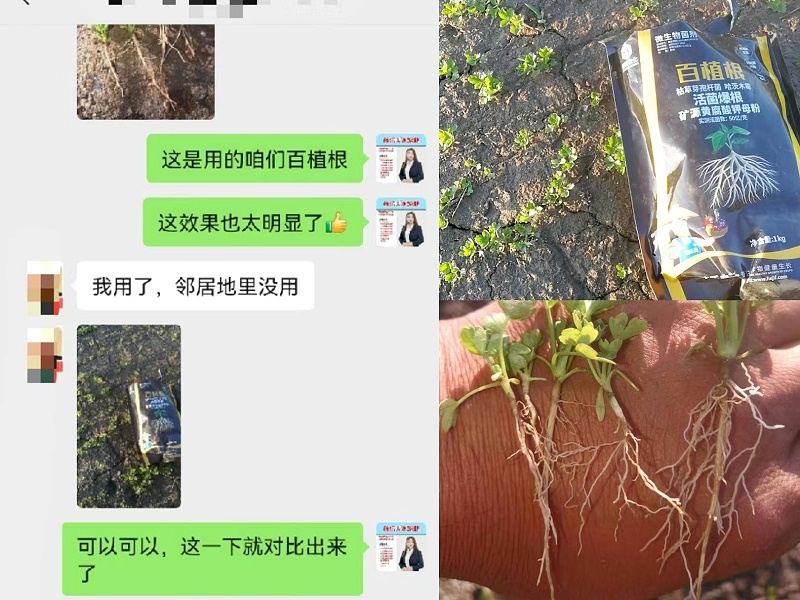 客户使用稼乐夫产品芹菜生根好