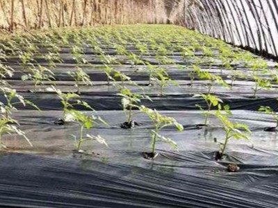番茄上施肥选择什么品牌的水溶肥效果好?