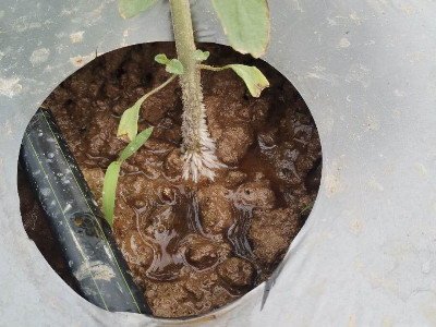 西红柿微生物肥料怎么施