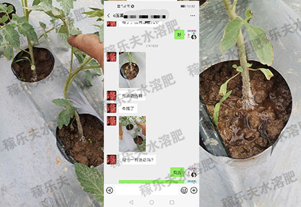 西红柿苗上用稼乐夫肥料效果就是好