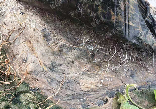 大棚种植哈密瓜下雨进水了怎么办？被水淹的哈密瓜苗怎么促生根？