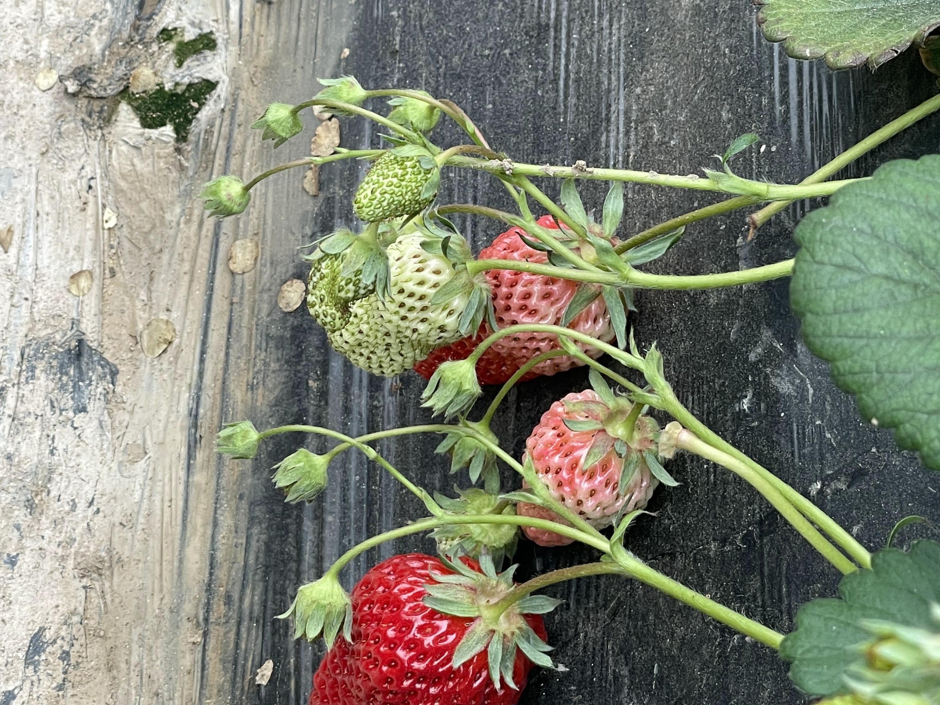 草莓僵果是什么​原因？如何预防？