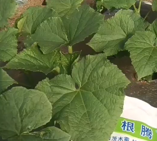 黄瓜使用稼乐夫水溶肥长势好