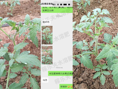 番茄苗期生根缓苗快用什么肥料？