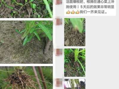 广东阳江蔬菜种植户李经理——稼乐夫水溶肥客户案例