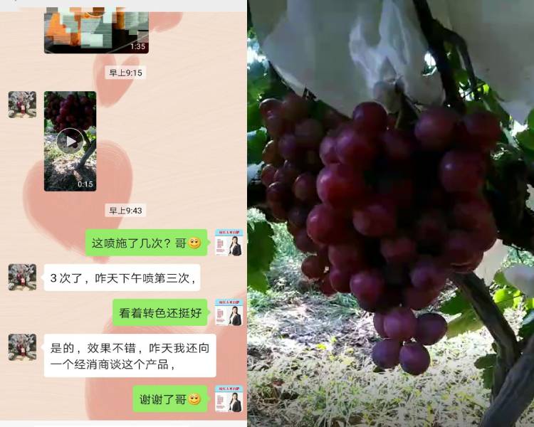 陕西省蒲城县葡萄种植户秦经理