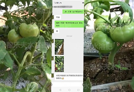 西红柿水溶肥哪家好,稼乐夫水溶肥厂家