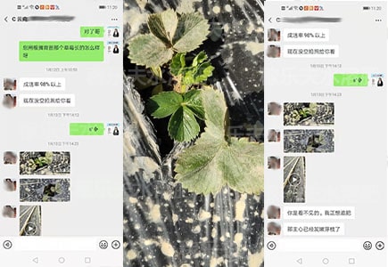 草莓苗期微生物菌剂哪家好,稼乐夫微生物菌剂厂家