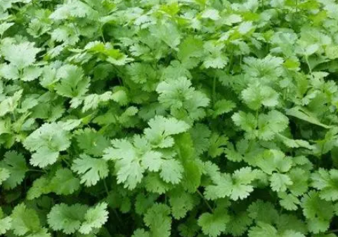 香菜使用稼乐夫水溶肥长势好