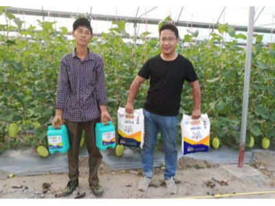 哈密瓜上施肥选择什么品牌的肥料效果好?