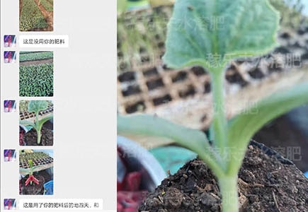 西瓜育苗期间用什么肥料长势好?推荐稼乐夫微生物菌剂