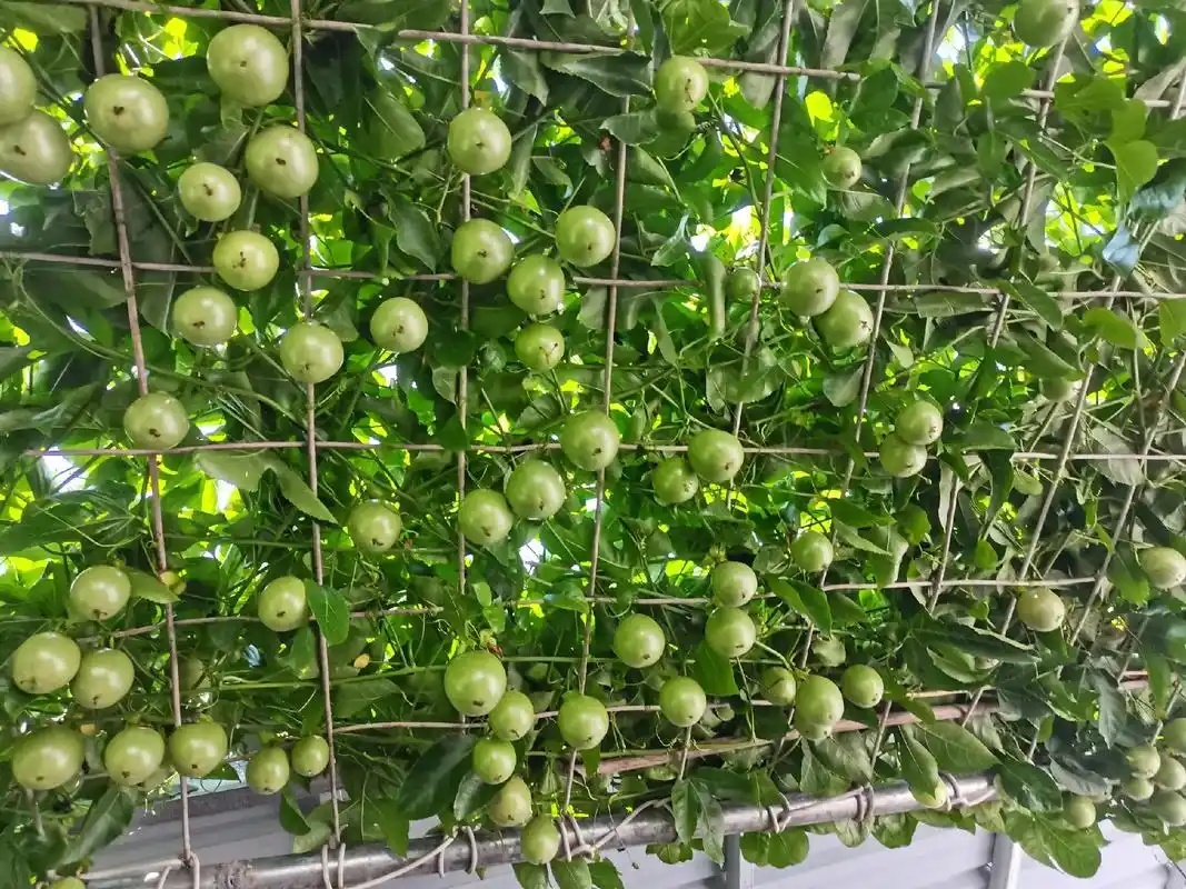 抓住夏季黄金期！百香果高产优产管理全攻略!