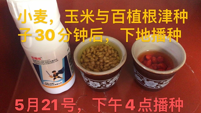 什么能使植物快速生根？植物生根的好方法