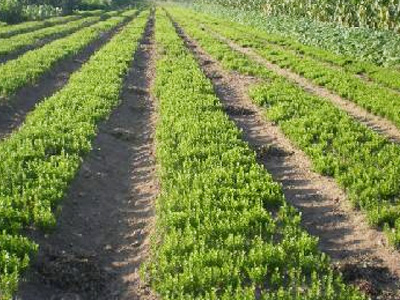 云南文山中药材种植那经理-稼乐夫水溶肥案例