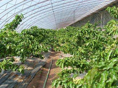 大连市樱桃种植户郭经理-稼乐夫水溶肥案例