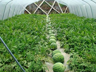 江苏宿迁西瓜基地刘经理-稼乐夫水溶肥案例