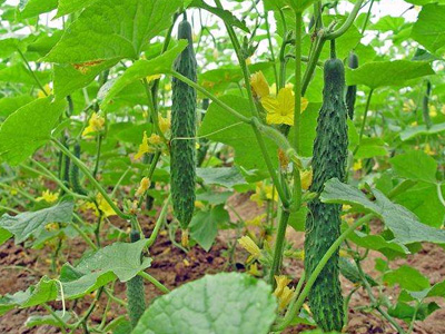 辽宁省黄瓜种植户尤经理-稼乐夫水溶肥案例