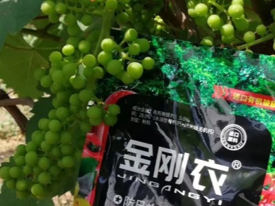 葡萄上喷施什么叶面肥效果好?