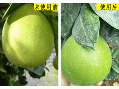 什么品牌的肥料能够让柚子长势好?