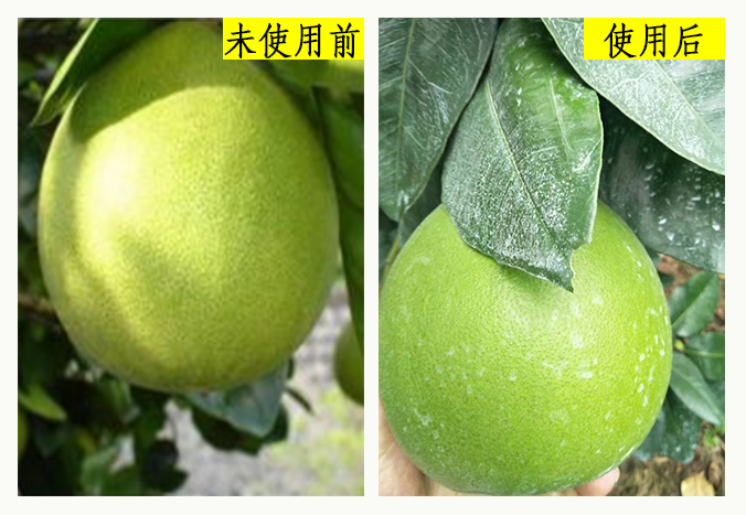 使用稼乐夫水溶肥前后柚子金刚衣对比