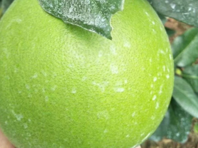 柚子上施用什么叶面肥能够保护果实、长势好?