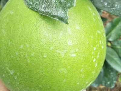 柚子稳果肥施什么肥？柚子施什么肥甜？
