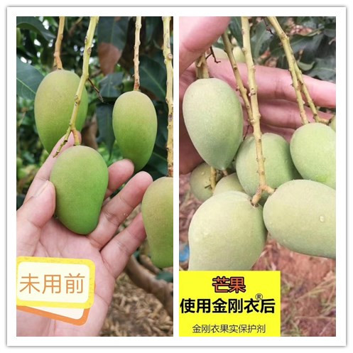 芒果金刚衣对比