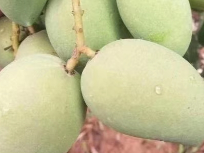 芒果上施肥怎样施?