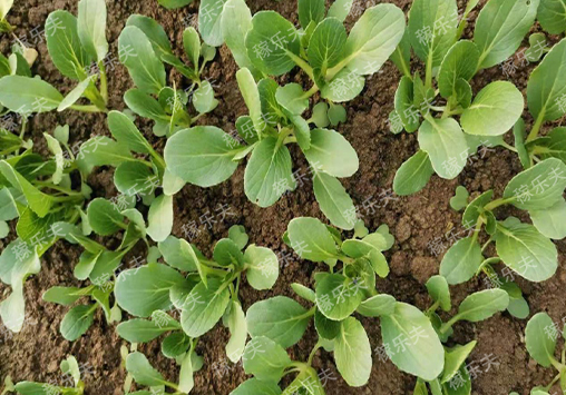 叶菜类蔬菜施用什么肥料长势齐?