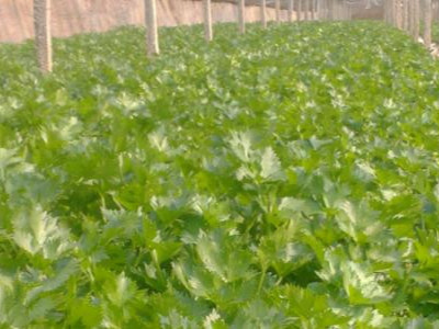 芹菜种植需要注意什么？-芹菜的种植方法是什么？