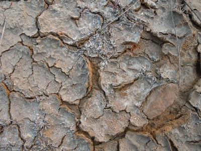 微生物菌剂可以改善土地板结吗?