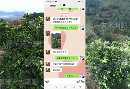 橙子上用什么肥料挂果多?