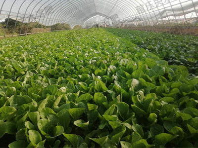 蔬菜水溶肥选择什么牌子好?