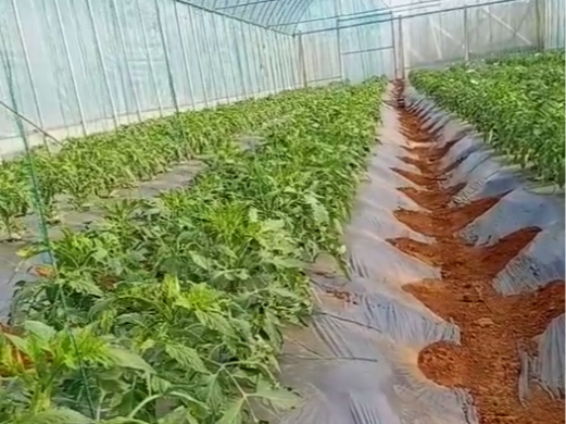 西红柿种植注意事项