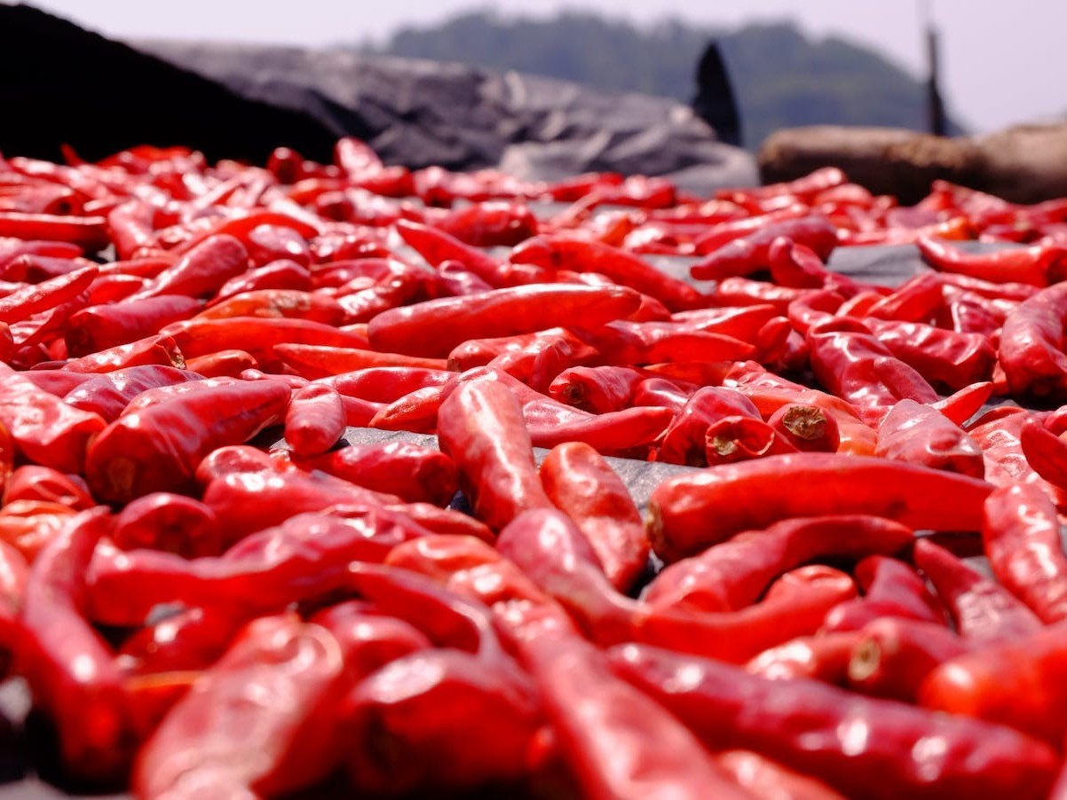 辣椒的需肥规律，辣椒如何施肥可以提高收成