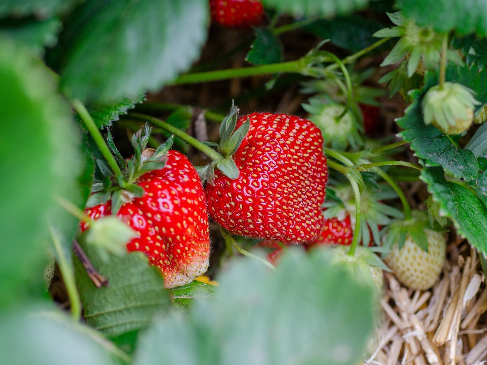 促草莓膨果及转色的措施，如何帮助草莓膨果转色