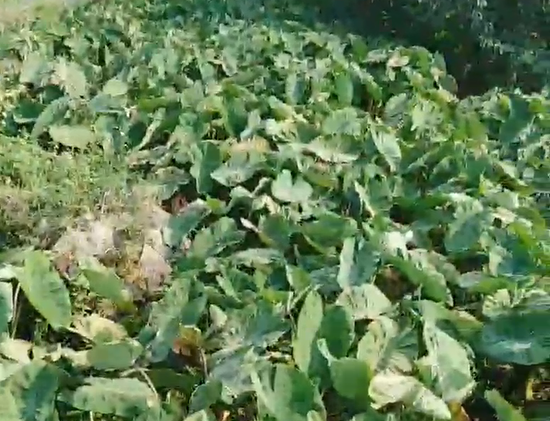 芋头施用稼乐夫水溶肥长势好