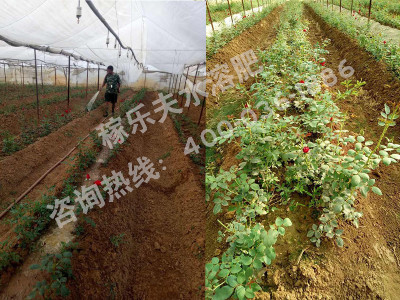 什么厂家的肥料在花卉上表现好?