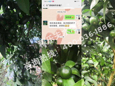 广西桂林柑橘种植户林经理——稼乐夫水溶肥客户案例