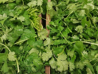 香菜怎么施肥，用什么肥料好？