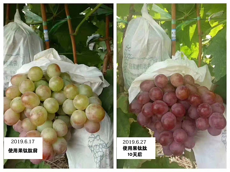 山西运城葡萄种植户张大姐