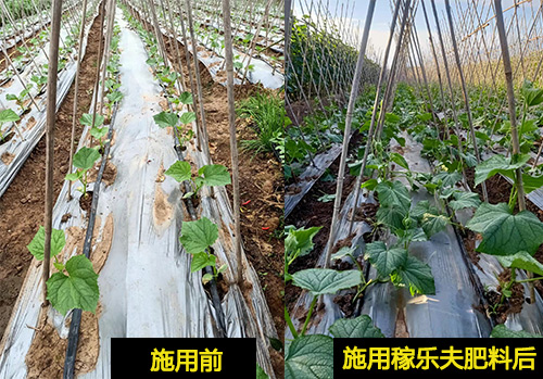 黄瓜苗上使用稼乐夫肥料效果对比,稼乐夫肥料厂家