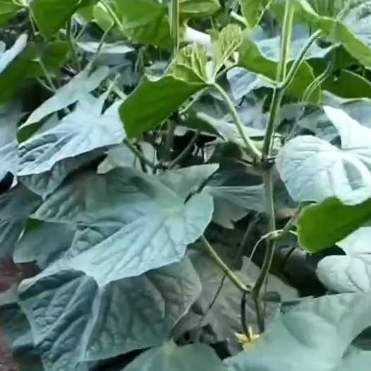 黄瓜使用稼乐夫水溶肥长势好