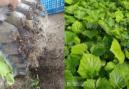 黄瓜苗用什么肥料生根好长势旺,稼乐夫微生物菌剂