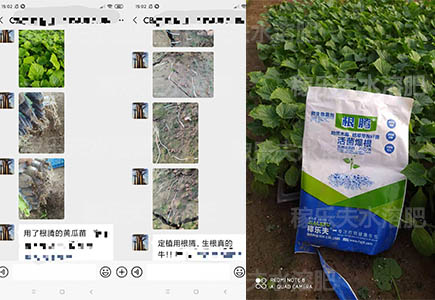 黄瓜苗育苗用什么肥料长势好,稼乐夫微生物菌剂